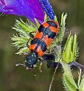 Trichodes alvearius ( Checkered beetle)