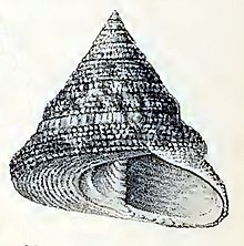 Trochus subincarnatus 001.jpg