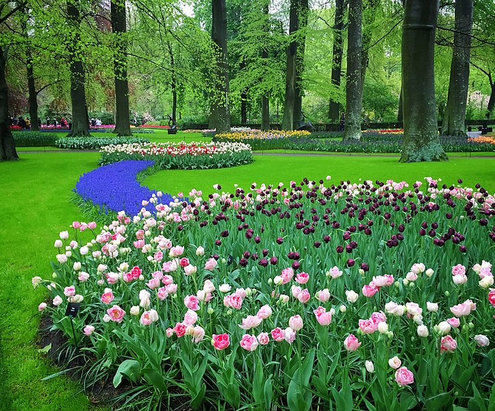 File:Tulips at Keukenhof gardens.jpg