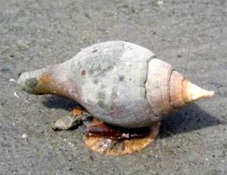 <i>Turbinella laevigata</i> Species of gastropod