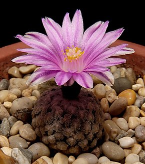 Afbeeldingsbeschrijving Turbinicarpus valdezianus 600 2.jpg.