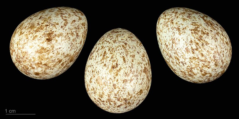 File:Turdus torquatus torquatus MHNT.ZOO.2010.11.186.36.jpg