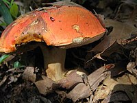 Rubinoboletus