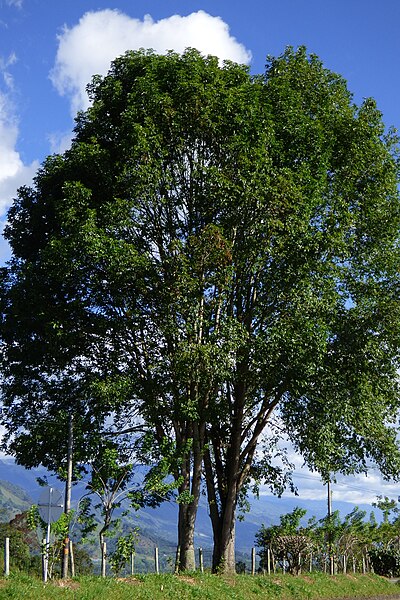 File:Urapán (Fraxinus uhdei) (14436638841).jpg