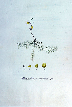 Utricularia minor — Flora Batava — Volume v7.jpg