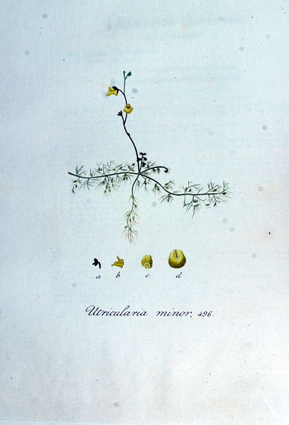 File:Utricularia minor — Flora Batava — Volume v7.jpg