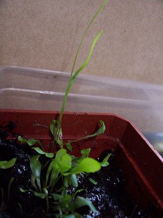 <i>Utricularia praelonga</i> Species of carnivorous plant