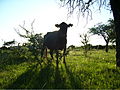 Vaca - panoramio.jpg