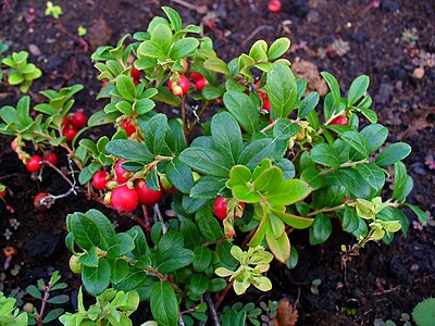 Vaccinium vitis-idaea Fruits