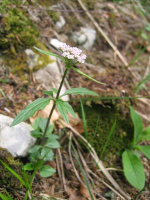 Three-leaved valerian (Valeriana tripteris)