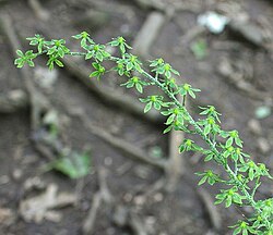 Veratrum parviflorum inflorescence.jpg