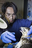 A veterinary technician examines a red-tailed hawk at the Wild Bird Fund