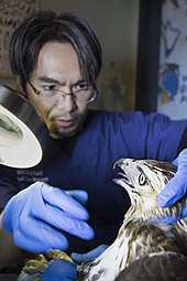 A veterinary technician examines a red-tailed hawk at the Wild Bird Fund. Vet tech Eugene Oda and a red-tailed hawk credit mike fernandez wbf.jpg