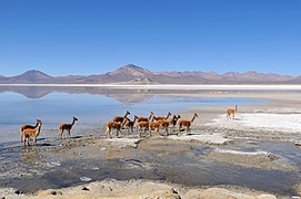 Vikunijų šiaurinio porūšio (Vicugna vicugna mensalis) kaimenė prie vieno iš druskoežerių Čilės Salaro de Surirės gamtos paminkle (Monumento natural Salar de Surire)