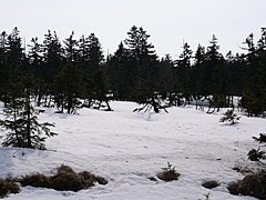 View from the Goetheweg at Brockenbahn 20.jpg 78889238 6 558 20190601074156