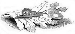 <i>Vitrina pellucida</i> Species of gastropod