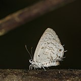 Volta ciliate blue (Cupidesthes lithas) underside.jpg