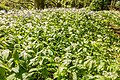 * Nomination Field with Daslook (wild garlic (Allium ursinum) on the De Famberhorst nature reserve. --Famberhorst 04:27, 13 May 2024 (UTC) * Promotion Good quality --Llez 05:16, 13 May 2024 (UTC)