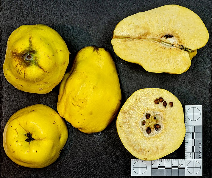 File:Vranja (quince) jm122998.jpg