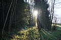 regiowiki:Datei:Wald - Gemeindeschutzgebiet Grafenschachen.jpg