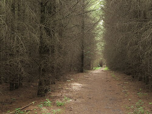 Forest trail near Birkholzaue in the northeast of Berlin