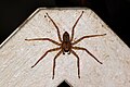 * Nomination Wall crab spider (Selenops insularis) female --Charlesjsharp 15:24, 24 March 2020 (UTC) * Promotion  Support Good quality. --Zcebeci 16:27, 24 March 2020 (UTC)