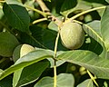 Walnuts growing on a tree along Fimple Road, June 2023