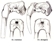 Crânes des deux sous-espèces généralement reconnues : O. r. rosmarus à gauche et O. r. divergens à droite.