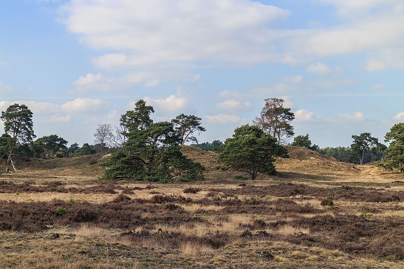 File:Wandeling over het Hulshorsterzand 57.jpg