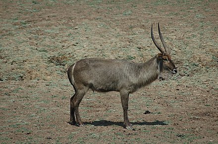 Male waterbuck with 'toilet seat' ring