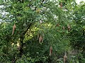 * Nomination Many nests in a tree above a canal, Baya weaver (Ploceus philippinus), Harohalli, Mysore taluk --Tagooty 01:31, 19 July 2024 (UTC) * Promotion  Support Good quality. --Johann Jaritz 02:58, 19 July 2024 (UTC)