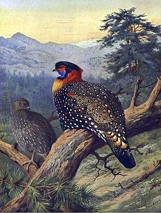 <span class="mw-page-title-main">Western tragopan</span> Species of bird