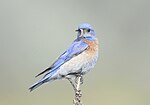 Thumbnail for File:Western Bluebird 6782m.jpg