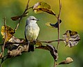 Thumbnail for File:Western Kingbird (53219961684).jpg