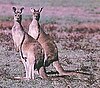 Western grey kangaroos.jpg