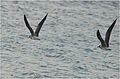 White-eyed Gull Nabq protected area by Hatem Moushir 64.jpg