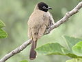 White Spectecled Bulbul