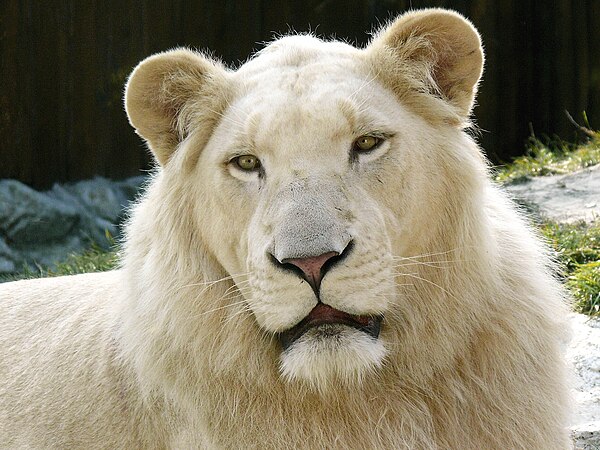 Leucistic white lions owe their colouring to a recessive allele. Note the eyes and lips remain the normal colour. Studies have shown that the reduced 