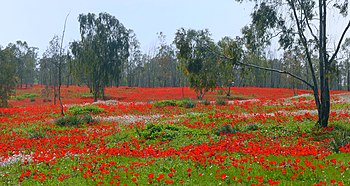 Red carpet of flowers in Shokeda Forest, Israel, 2012. The vast red carpets of anemones have become a major tourist attraction of the northern Negev region of Israel in recent years. Wiki-Calaniyot-Shokeda-ZE-001.jpg