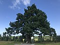 * Nomination: protected tree Old oak near to Irinovka in Vsevolozhskiy raion--Erzianj jurnalist 17:48, 14 January 2022 (UTC) * Review  Comment With plant images, it would be good to know the species. Even more so when it's a protected natural monument. --Martinus KE 23:18, 14 January 2022 (UTC)  Comment Added description above.--Erzianj jurnalist 12:29, 15 January 2022 (UTC)  Comment Uhm ... I had rather been looking for a different piece of information. According to the ru_momuments database, the tree is a Дуб черешчатый (Quercus robur), botanically speaking. – Thanks for sharing this impressive tree. As to image quality, I'll leave it to the experts. --Martinus KE 14:47, 15 January 2022 (UTC)