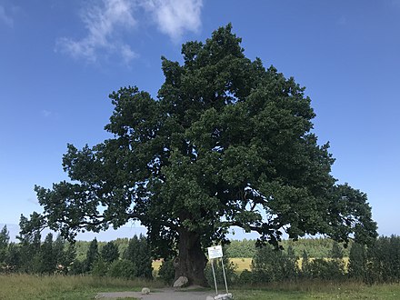 Старый дуб близ Ириновки (летом)