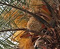 Wild Date Palm (Phoenix sylvestris) male flowers at Narendrapur W IMG 4059.jpg