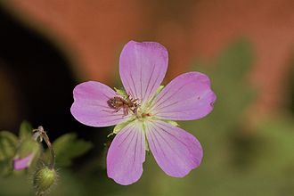 Wild Geranium in Peters Mountain Wilderness Wild Geranium in Peters Mountain Wilderness.jpg