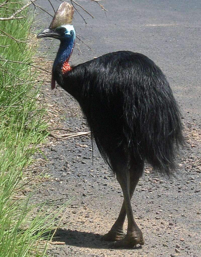 Toflikkasuar (Casuarius casuarius)