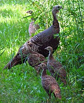 Hen with juveniles Wild turkey and juveniles.jpg