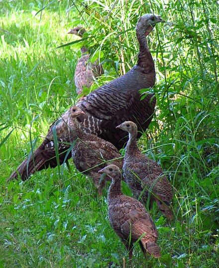 A female wild turkey with juveniles Wild turkey and juveniles.jpg