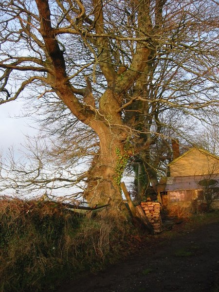 File:Winter sunshine on beech trees, Little Sheepsbyre. - geograph.org.uk - 300125.jpg