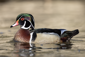 The more traditional profile photo of a Wood Duck.