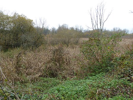 Woolhampton Reed Bed (1)