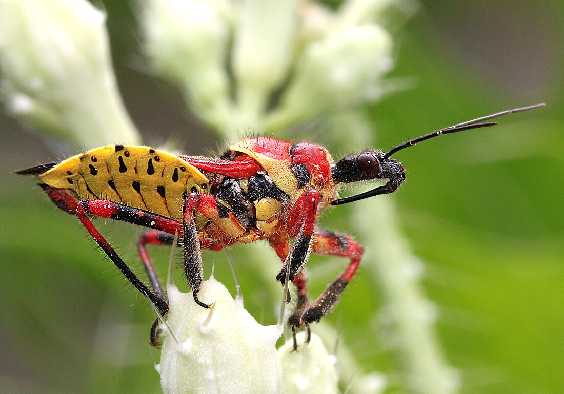 Apiomerus flaviventris